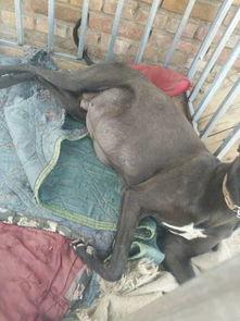 娱乐吃瓜酱细狗,娱乐吃瓜酱带你领略娱乐圈的酸甜苦辣